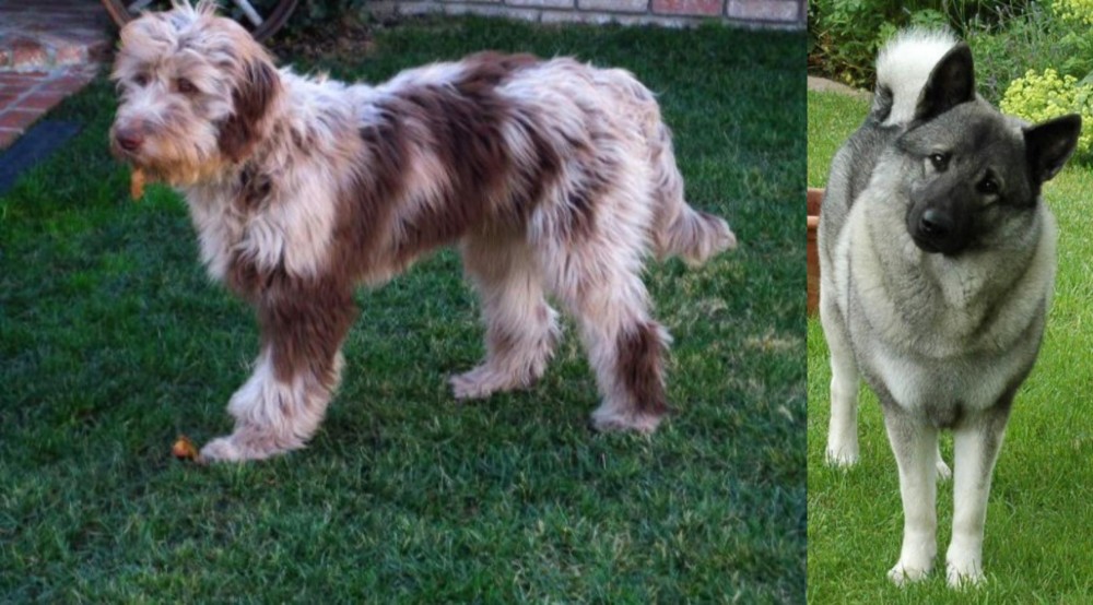 Norwegian Elkhound vs Aussie Doodles - Breed Comparison