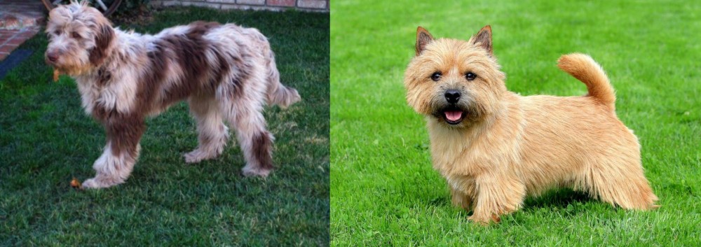Norwich Terrier vs Aussie Doodles - Breed Comparison