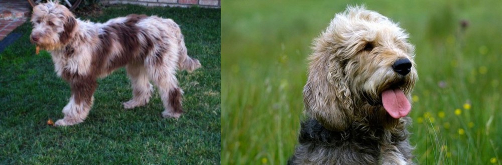 Otterhound vs Aussie Doodles - Breed Comparison