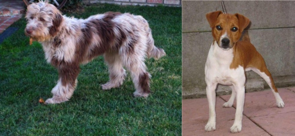 Plummer Terrier vs Aussie Doodles - Breed Comparison