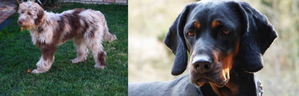 Polish Hunting Dog vs Aussie Doodles - Breed Comparison
