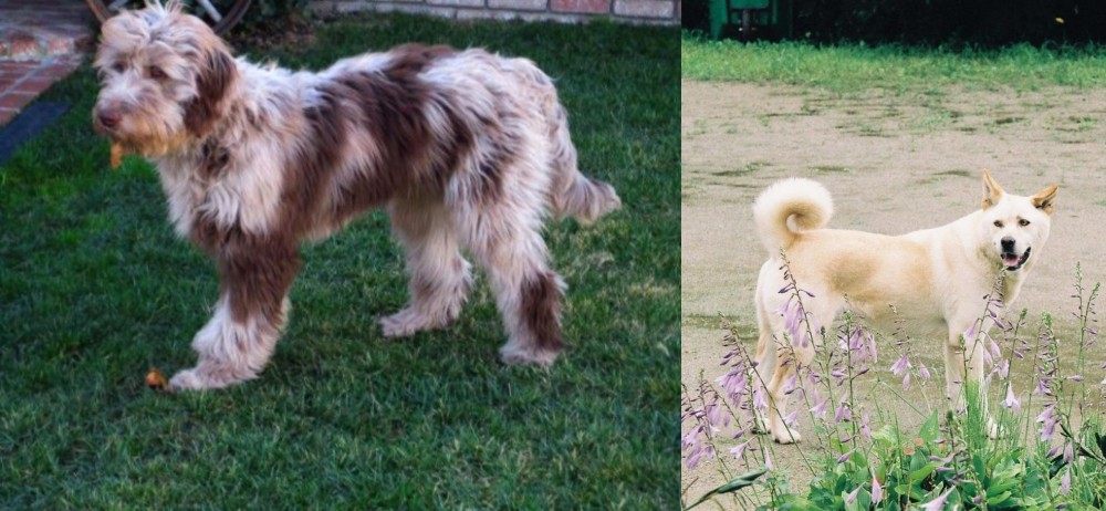 Pungsan Dog vs Aussie Doodles - Breed Comparison