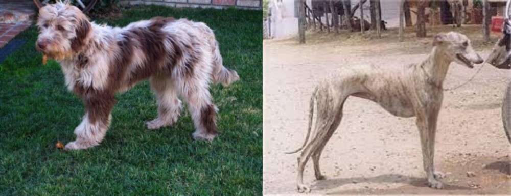 Rampur Greyhound vs Aussie Doodles - Breed Comparison