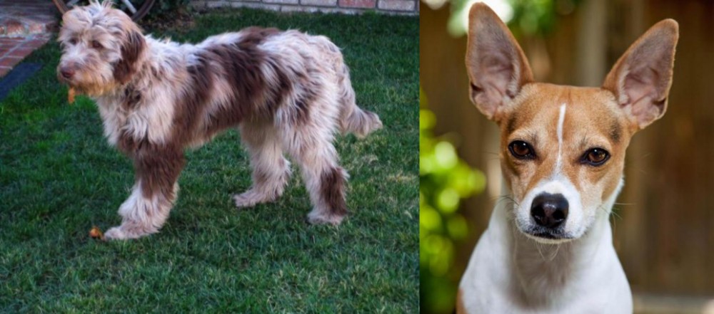 Rat Terrier vs Aussie Doodles - Breed Comparison