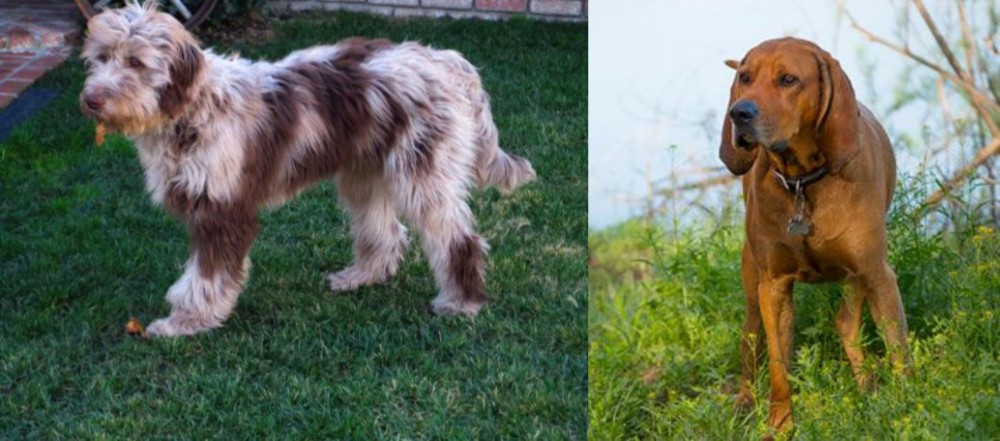 Redbone Coonhound vs Aussie Doodles - Breed Comparison