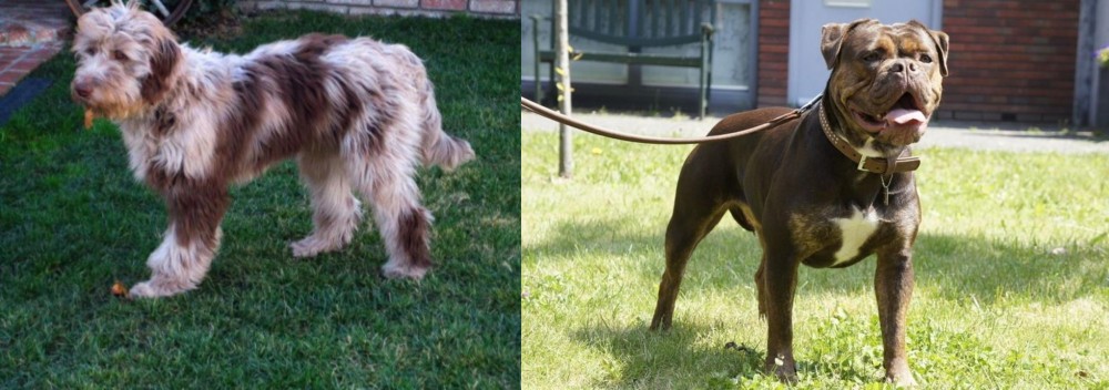 Renascence Bulldogge vs Aussie Doodles - Breed Comparison