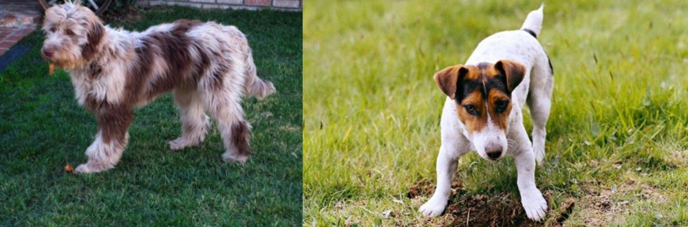 Russell Terrier vs Aussie Doodles - Breed Comparison