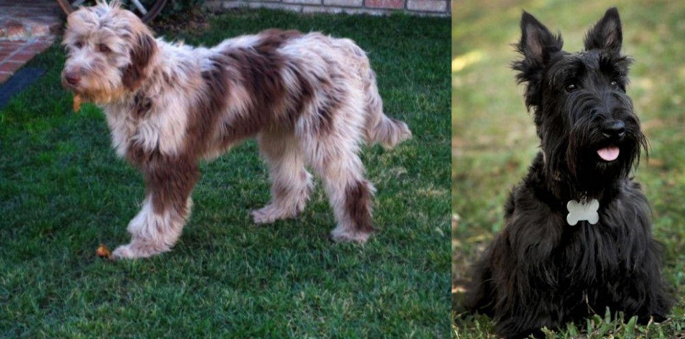 Scoland Terrier vs Aussie Doodles - Breed Comparison