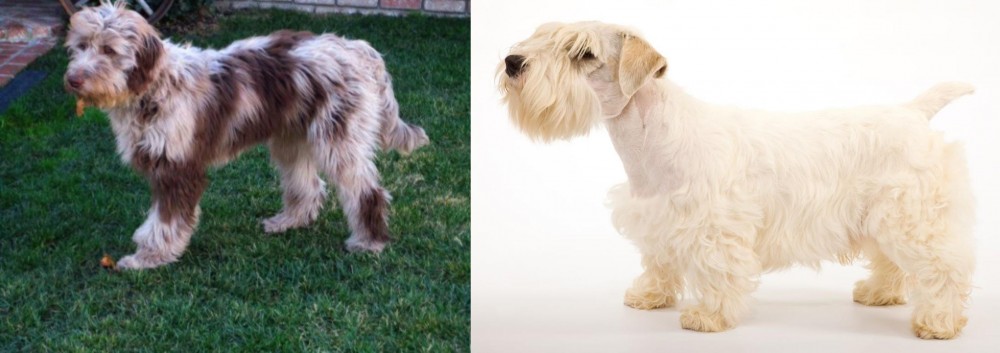 Sealyham Terrier vs Aussie Doodles - Breed Comparison