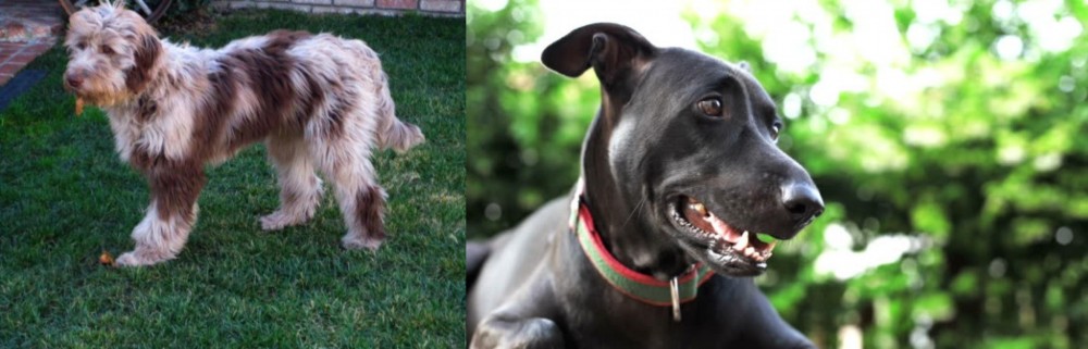 Shepard Labrador vs Aussie Doodles - Breed Comparison