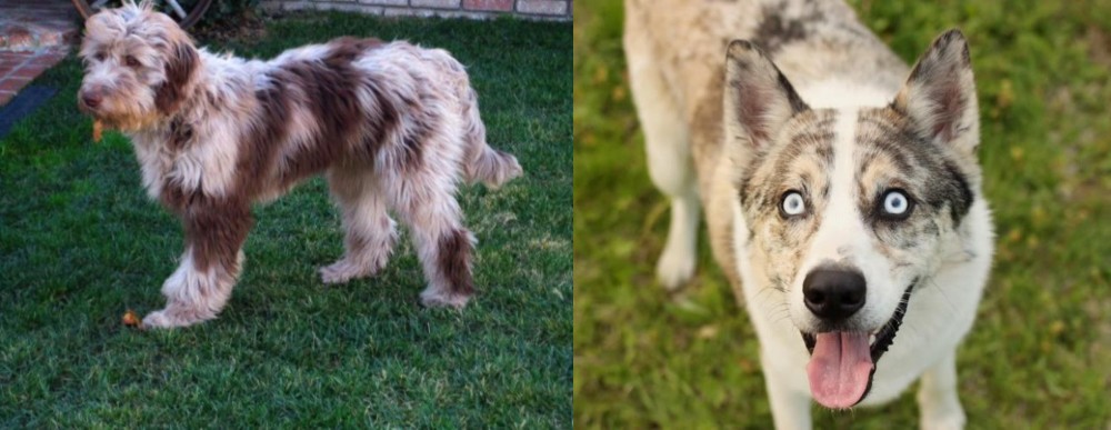 Shepherd Husky vs Aussie Doodles - Breed Comparison
