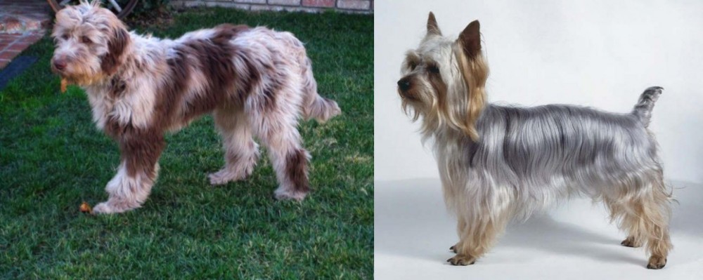 Silky Terrier vs Aussie Doodles - Breed Comparison