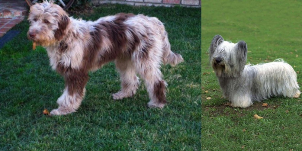 Skye Terrier vs Aussie Doodles - Breed Comparison
