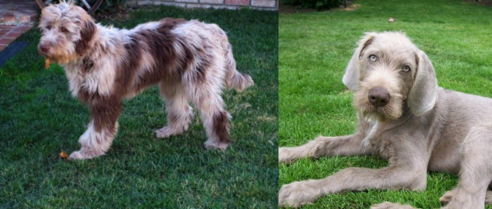 Slovakian Rough Haired Pointer vs Aussie Doodles - Breed Comparison