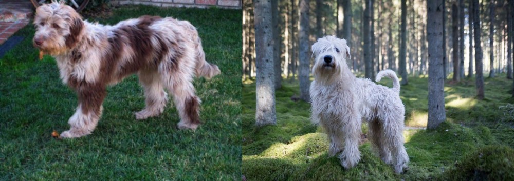 Soft-Coated Wheaten Terrier vs Aussie Doodles - Breed Comparison