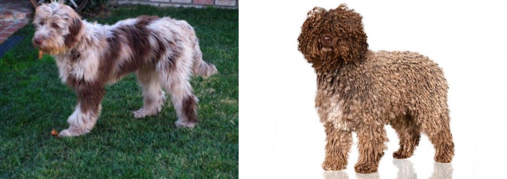 Spanish Water Dog vs Aussie Doodles - Breed Comparison