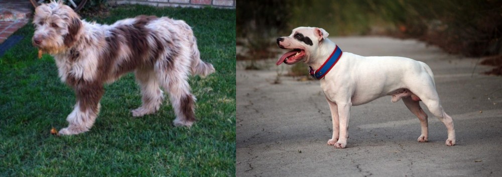 Staffordshire Bull Terrier vs Aussie Doodles - Breed Comparison