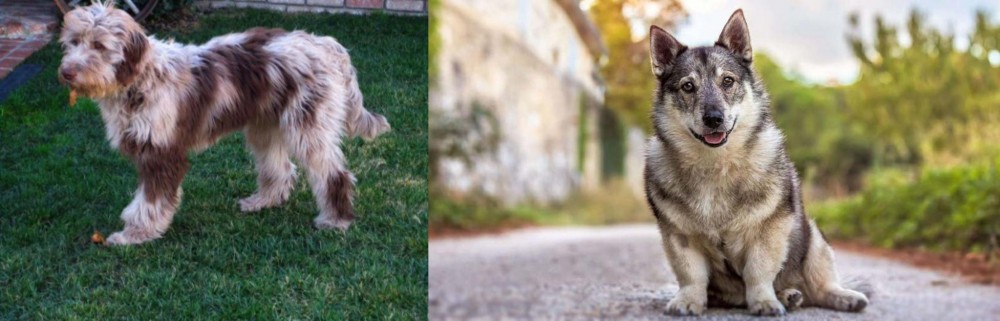Swedish Vallhund vs Aussie Doodles - Breed Comparison
