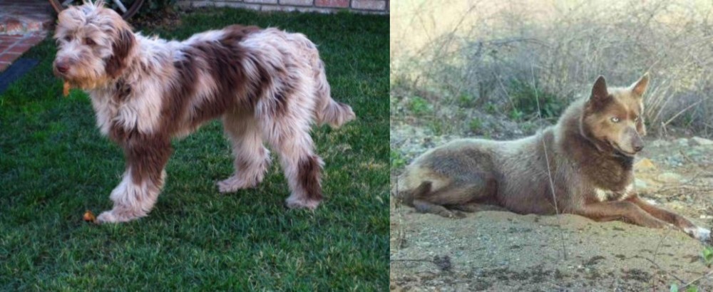 Tahltan Bear Dog vs Aussie Doodles - Breed Comparison