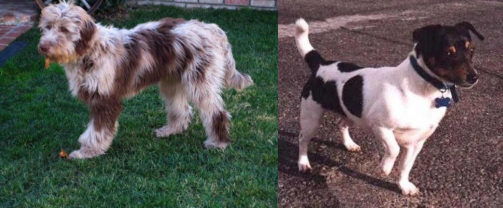 Teddy Roosevelt Terrier vs Aussie Doodles - Breed Comparison