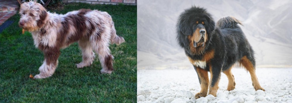 Tibetan Mastiff vs Aussie Doodles - Breed Comparison