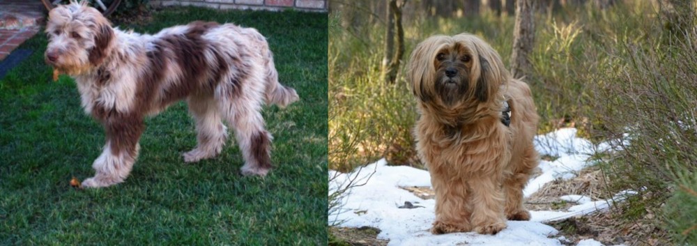 Tibetan Terrier vs Aussie Doodles - Breed Comparison
