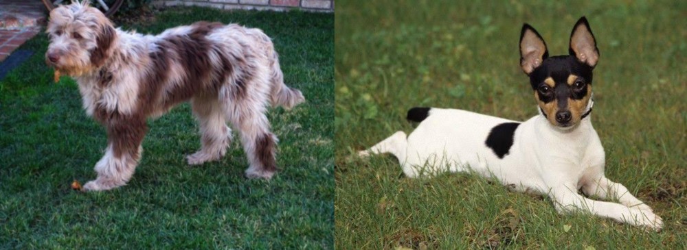 Toy Fox Terrier vs Aussie Doodles - Breed Comparison