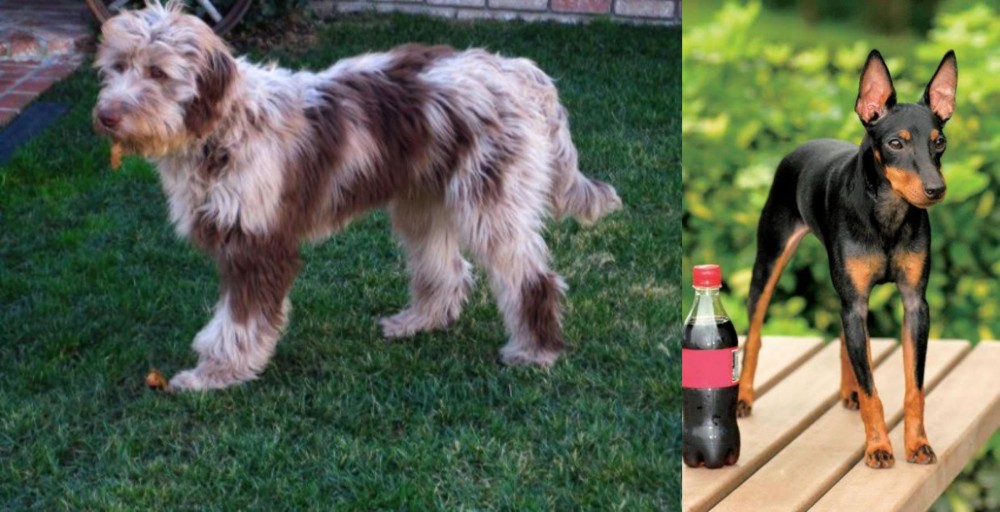 Toy Manchester Terrier vs Aussie Doodles - Breed Comparison