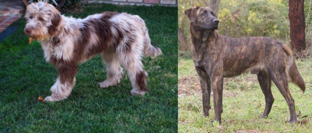 Treeing Tennessee Brindle vs Aussie Doodles - Breed Comparison