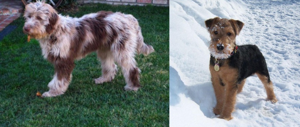Welsh Terrier vs Aussie Doodles - Breed Comparison