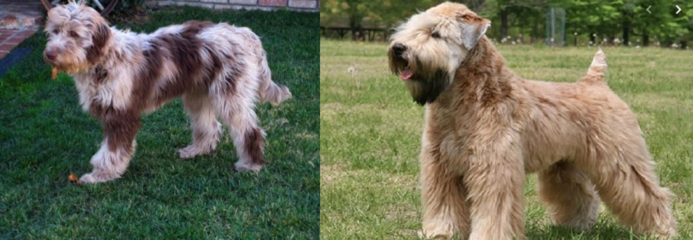 Wheaten Terrier vs Aussie Doodles - Breed Comparison