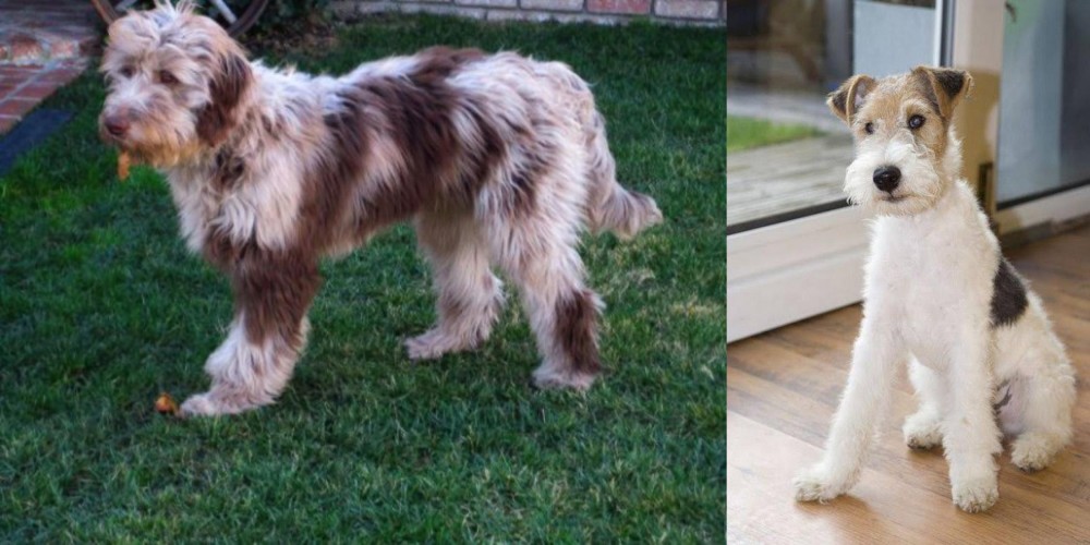 Wire Fox Terrier vs Aussie Doodles - Breed Comparison