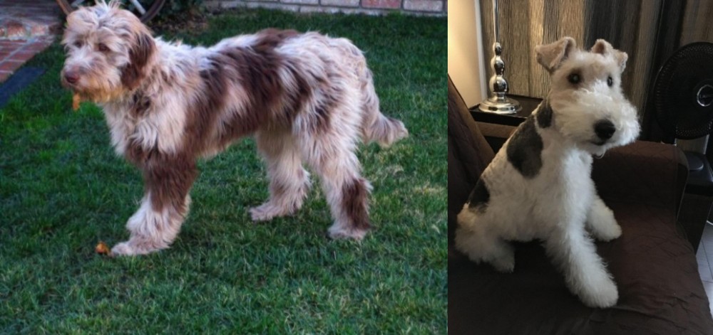 Wire Haired Fox Terrier vs Aussie Doodles - Breed Comparison
