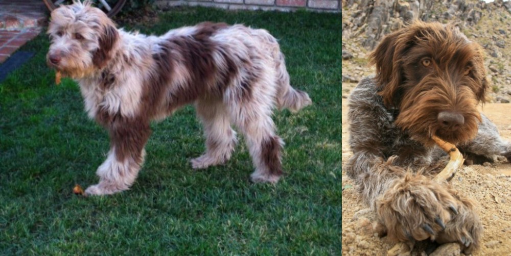 Wirehaired Pointing Griffon vs Aussie Doodles - Breed Comparison