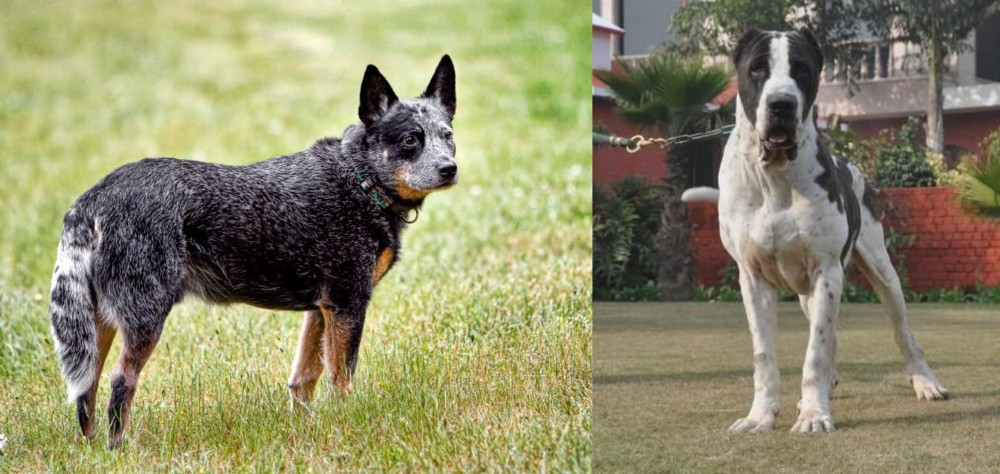 Alangu Mastiff vs Austrailian Blue Heeler - Breed Comparison