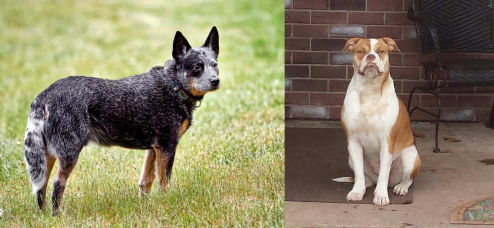 Alapaha Blue Blood Bulldog vs Austrailian Blue Heeler - Breed Comparison