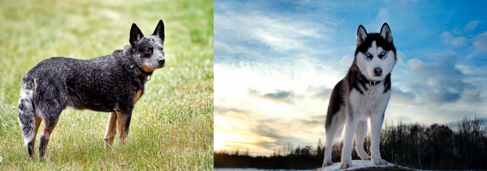 Alaskan Husky vs Austrailian Blue Heeler - Breed Comparison