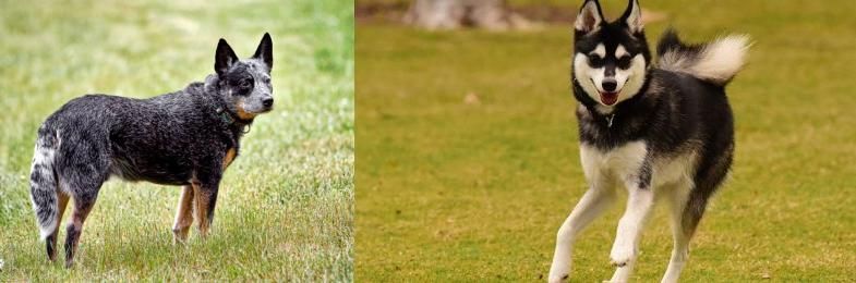 Alaskan Klee Kai vs Austrailian Blue Heeler - Breed Comparison