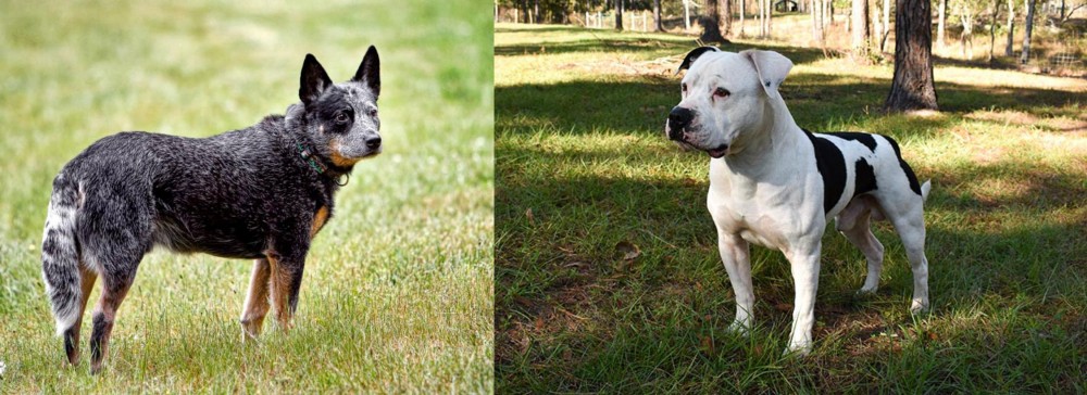 American Bulldog vs Austrailian Blue Heeler - Breed Comparison