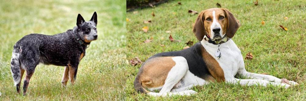 American English Coonhound vs Austrailian Blue Heeler - Breed Comparison