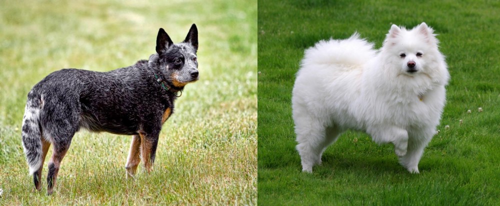 American Eskimo Dog vs Austrailian Blue Heeler - Breed Comparison