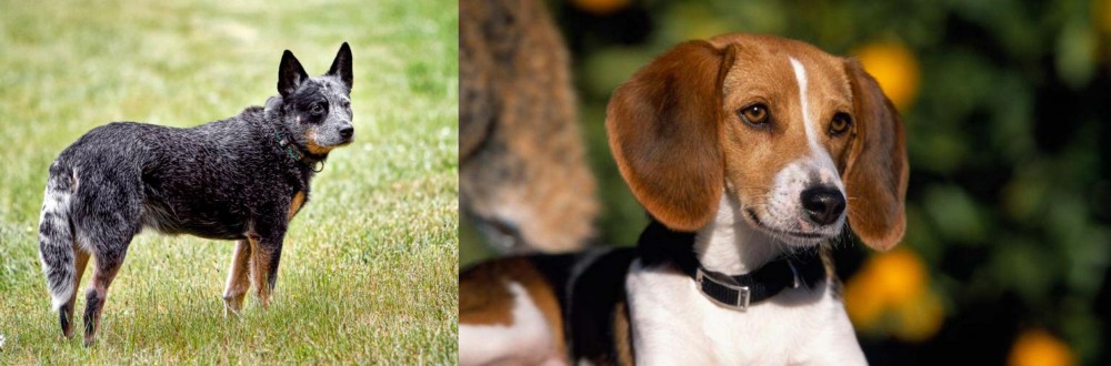 American Foxhound vs Austrailian Blue Heeler - Breed Comparison