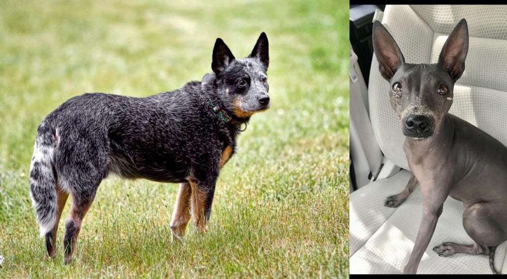 American Hairless Terrier vs Austrailian Blue Heeler - Breed Comparison