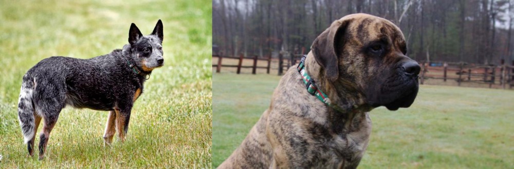 American Mastiff vs Austrailian Blue Heeler - Breed Comparison