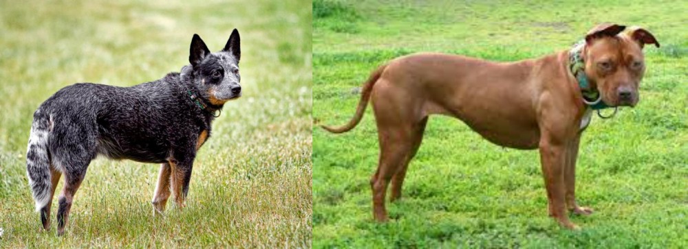 American Pit Bull Terrier vs Austrailian Blue Heeler - Breed Comparison