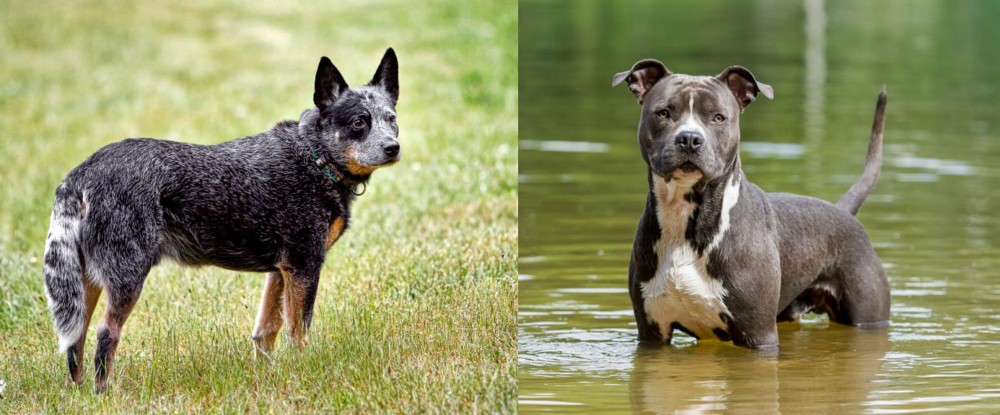 American Staffordshire Terrier vs Austrailian Blue Heeler - Breed Comparison