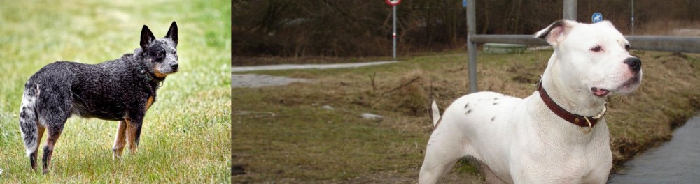 Antebellum Bulldog vs Austrailian Blue Heeler - Breed Comparison