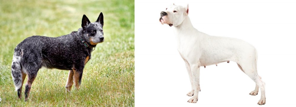 Argentine Dogo vs Austrailian Blue Heeler - Breed Comparison