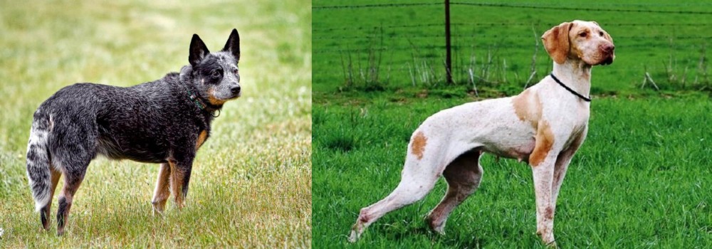 Ariege Pointer vs Austrailian Blue Heeler - Breed Comparison