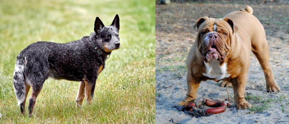 Australian Bulldog vs Austrailian Blue Heeler - Breed Comparison